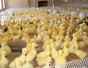 30mm Pembukaan Plastik Jaring Untuk Penggunaan Makanan Ayam