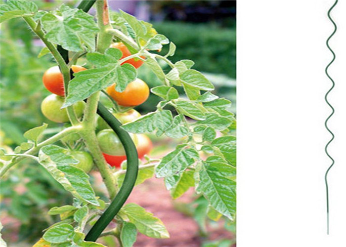 Kawat Tumbuh Tomat Diameter 5mm, Spiral Galvanis Tinggi 1,6m