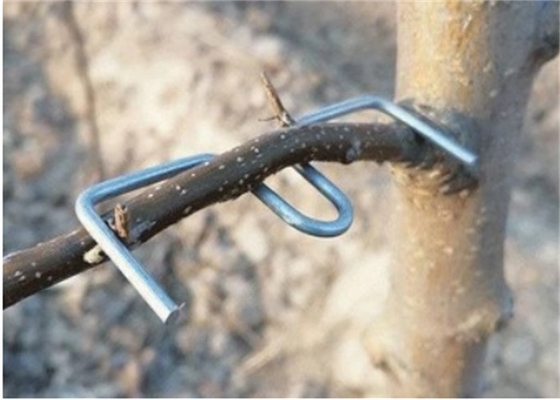Alat Penekan Cabang Pohon Galvanis Panjang 13CM Penggunaan Pohon Furit