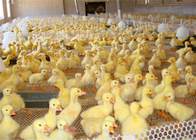 Kenakan Ketahanan Plastik Unggas Untuk Ayam Bebek Makan Dan Melindungi Hewan